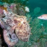 Hotter seas, vanishing kelp, booming octopus: How Europe’s marine life is changing