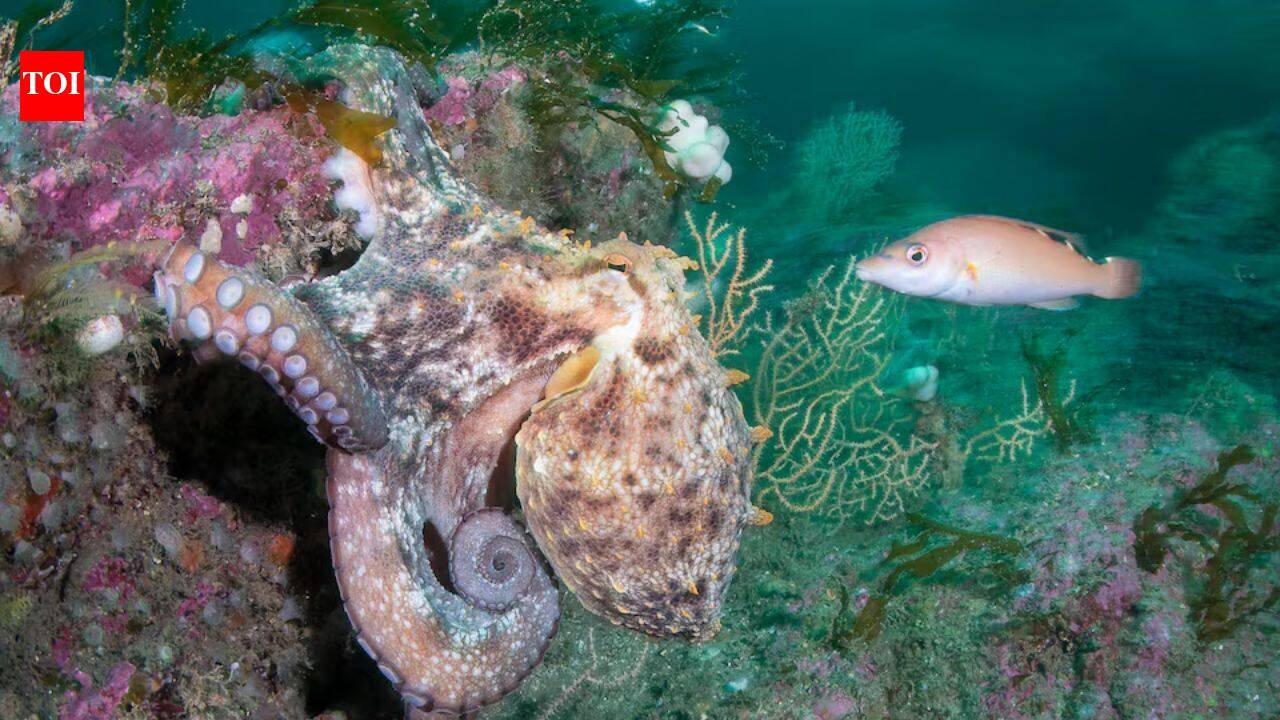 Hotter seas, vanishing kelp, booming octopus: How Europe’s marine life is changing