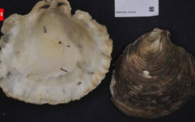 Australian students went scuba diving to rebuild an oyster reef; 28 underwater structures quickly attracted oysters and marine life | World News