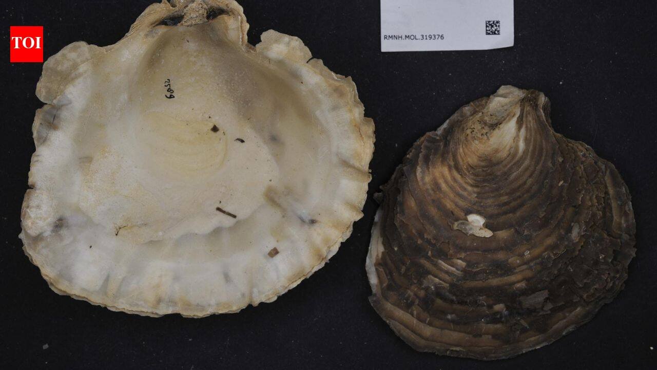 Australian students went scuba diving to rebuild an oyster reef; 28 underwater structures quickly attracted oysters and marine life | World News