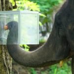 Scientists in Thailand hid fruits in an opaque box; 16 Asian elephants learned to navigate it for rewards and followed it along
