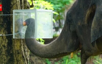 Scientists in Thailand hid fruits in an opaque box; 16 Asian elephants learned to navigate it for rewards and followed it along