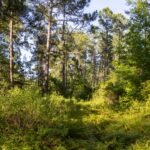 Forty-five North Carolina property owners sued over roads planned through their neighborhoods for the 1,800-home Hilton Bluffs project; the developer removed both links, then the county denied its revised one-access plan