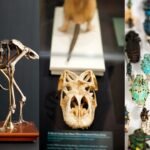Harvard’s Museum of Natural History cares for 26 million specimens; new exhibition brings dodo, extinct toad and 300-million-year-old fern into view﻿ | World News