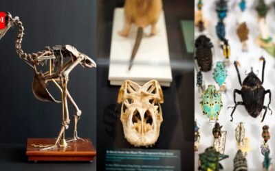 Harvard’s Museum of Natural History cares for 26 million specimens; new exhibition brings dodo, extinct toad and 300-million-year-old fern into view﻿ | World News