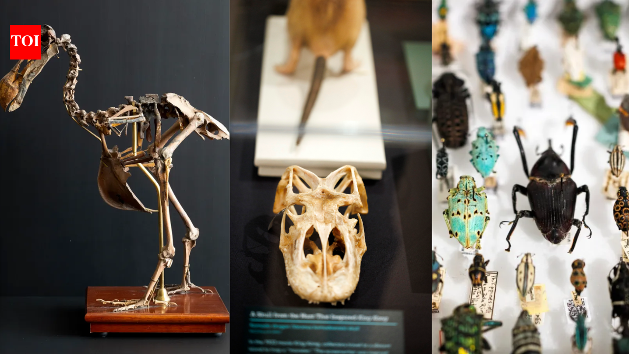 Harvard’s Museum of Natural History cares for 26 million specimens; new exhibition brings dodo, extinct toad and 300-million-year-old fern into view﻿ | World News