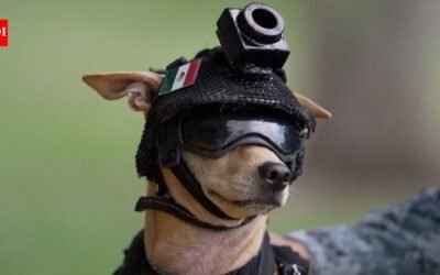 Meet Comando: 7-kg Chihuahua joins Mexico’s National Guard; trains for search-and-rescue work and appears at public events﻿ | World News