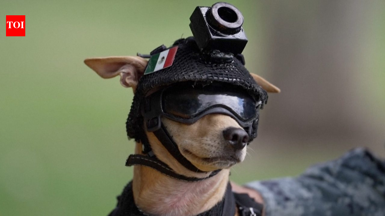 Meet Comando: 7-kg Chihuahua joins Mexico’s National Guard; trains for search-and-rescue work and appears at public events﻿ | World News