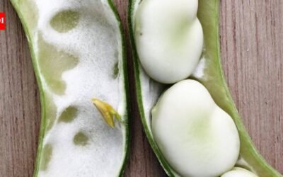 A Somerset family has grown the same broad bean since 1875; 150 years later, the heirloom has entered a national seed collection | World News