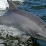 France paid people to kill Mediterranean dolphins in 1865 to protect fisheries; a study calls it the first recorded dolphin bounty | World News