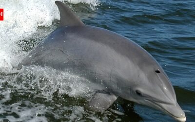 France paid people to kill Mediterranean dolphins in 1865 to protect fisheries; a study calls it the first recorded dolphin bounty | World News