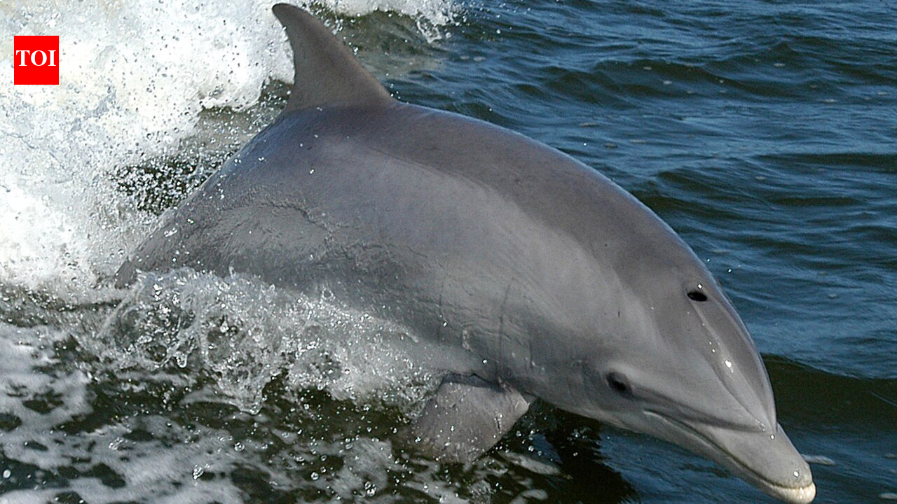France paid people to kill Mediterranean dolphins in 1865 to protect fisheries; a study calls it the first recorded dolphin bounty | World News