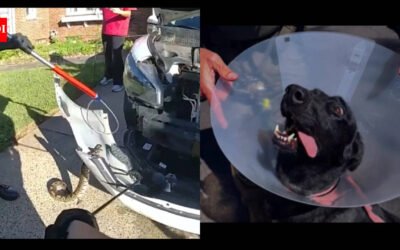 3-ft python in car, runaway pig, knife-wielding crab: 5 stange stories from US you missed