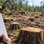 In 2022, loggers working for neighbours crossed onto a Mississippi couple’s land and cut 1,299 trees; their handwritten tally helped secure a ,920 award later upheld on appeal