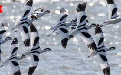 London sent more than 3 million tonnes of excavated railway soil to an Essex island to help rebuild coastal wetlands; a decade after seawalls were breached, the reserve reported a record 39,000 wintering birds