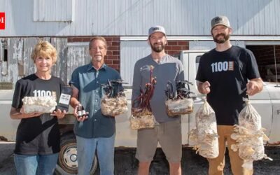 Two Iowa farmers gave up pigs and started growing mushrooms; their abandoned livestock buildings became an artisan food business | World News