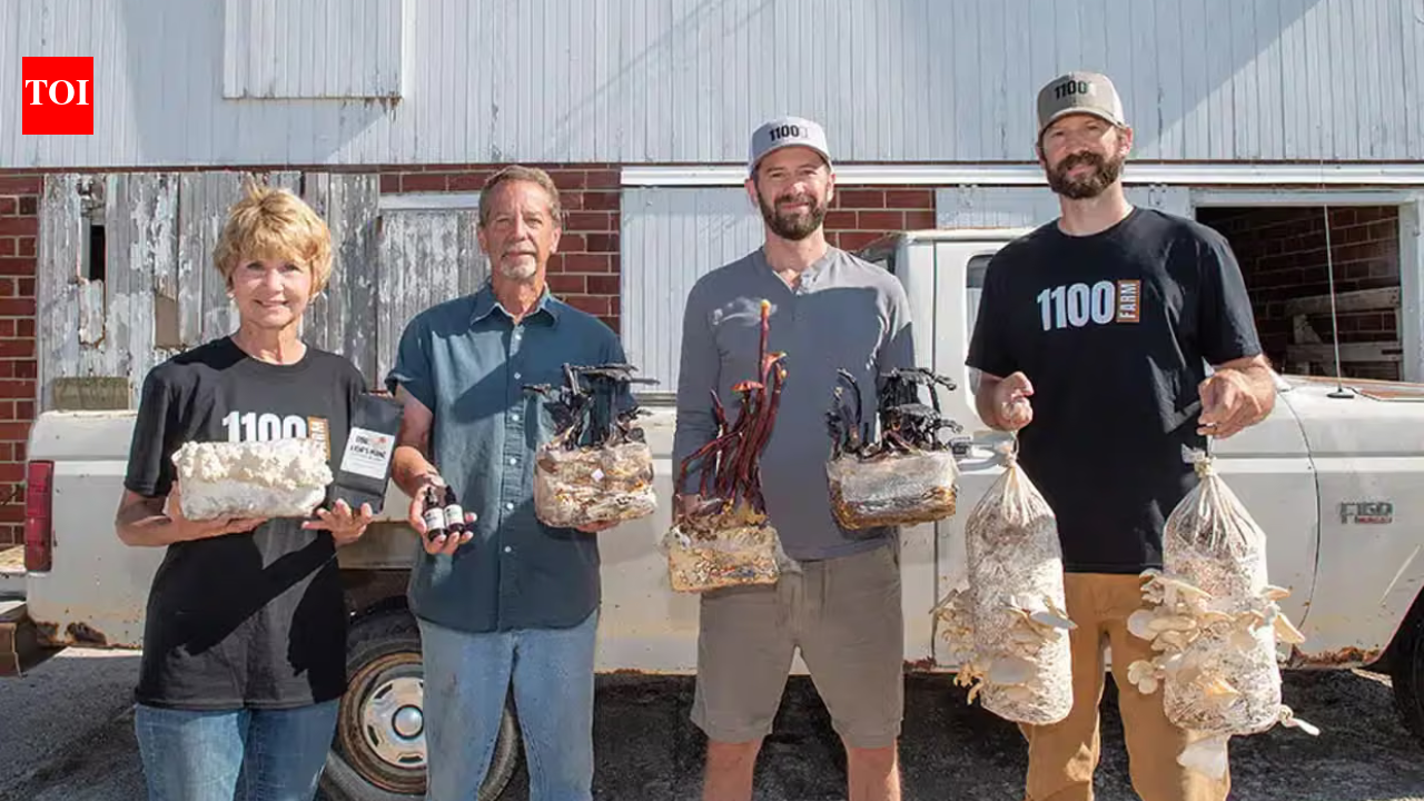 Two Iowa farmers gave up pigs and started growing mushrooms; their abandoned livestock buildings became an artisan food business | World News