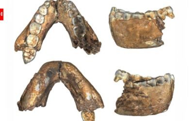 Researchers described 18 previously unpublished hominin fossils from South Africa, including an adult Homo erectus dated to 2 million years ago, 200,000 years older than other known adult fossils