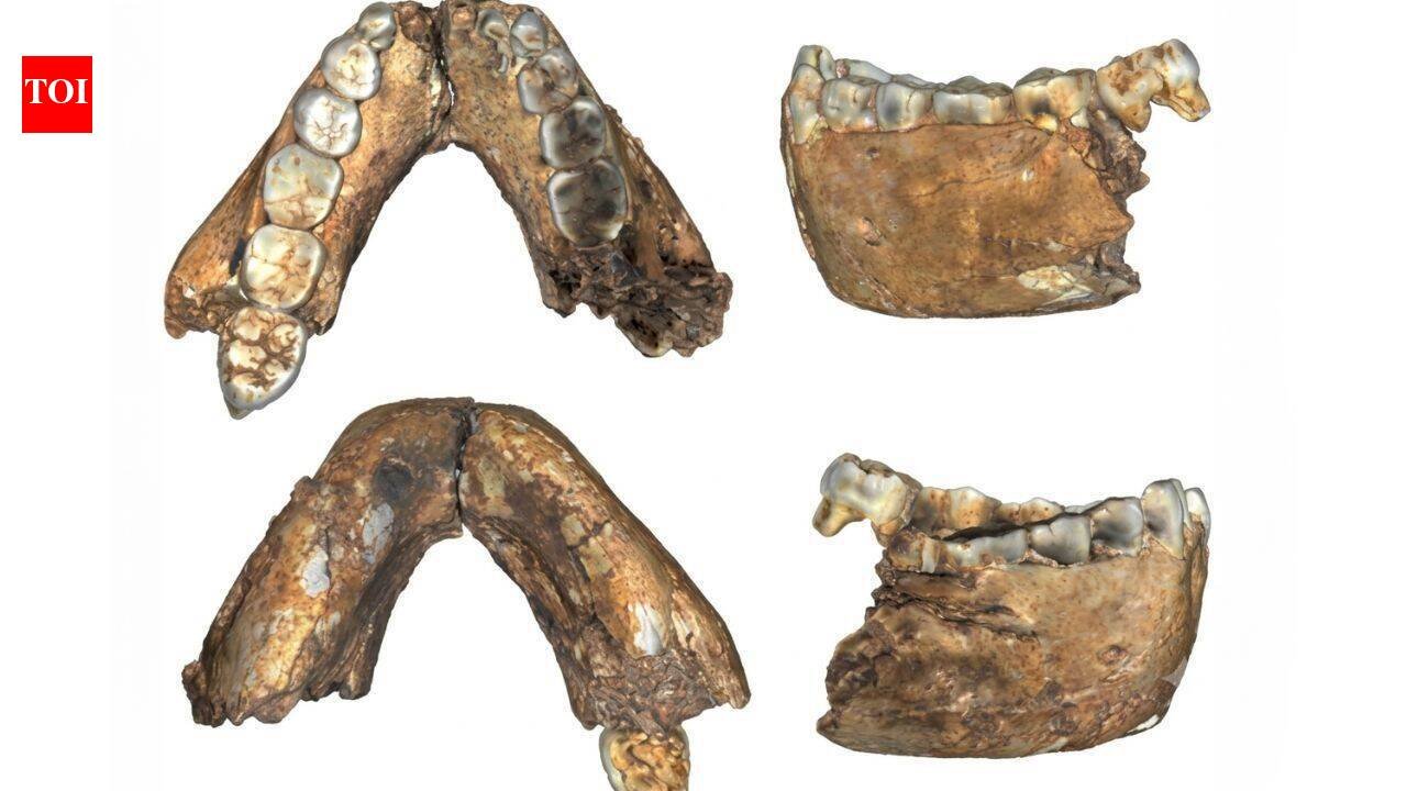 Researchers described 18 previously unpublished hominin fossils from South Africa, including an adult Homo erectus dated to 2 million years ago, 200,000 years older than other known adult fossils