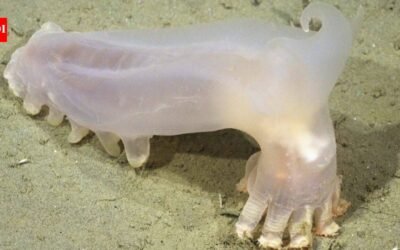 Scientists identified 57 new deep-sea species from Argentina’s Mar del Plata Canyon, including a translucent sea cucumber nicknamed Loki after remotely operated vehicles explored the depths
