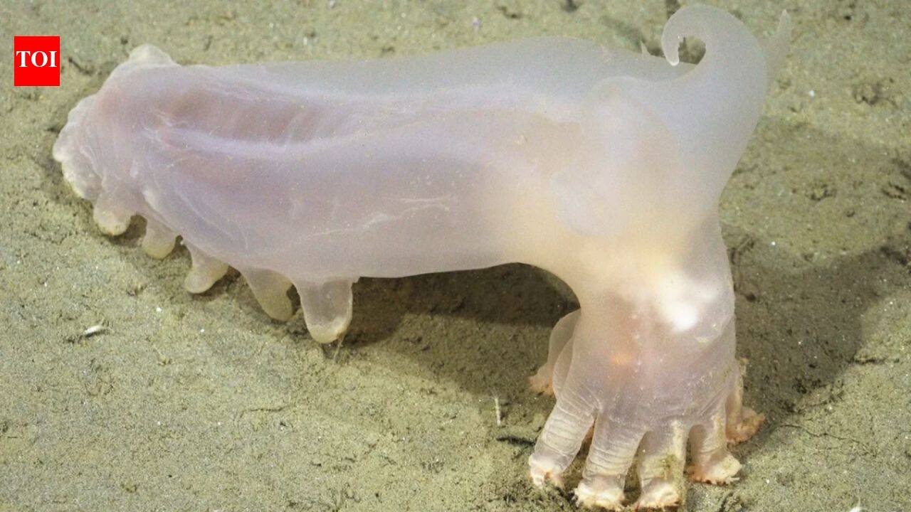 Scientists identified 57 new deep-sea species from Argentina’s Mar del Plata Canyon, including a translucent sea cucumber nicknamed Loki after remotely operated vehicles explored the depths