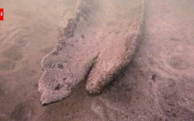 Wisconsin diver Mark Schachtner was searching Pewaukee Lake for old bottles when he spotted a 17-foot canoe 15 feet underwater; radiocarbon dating has now confirmed it is about 1,000 years old
