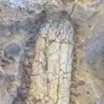 Crews digging 12 feet below a California infrastructure project uncovered 40- to 45-million-year-old bones of a large hoofed mammal; paleontologists spent seven days extracting the fossil from hardened rock
