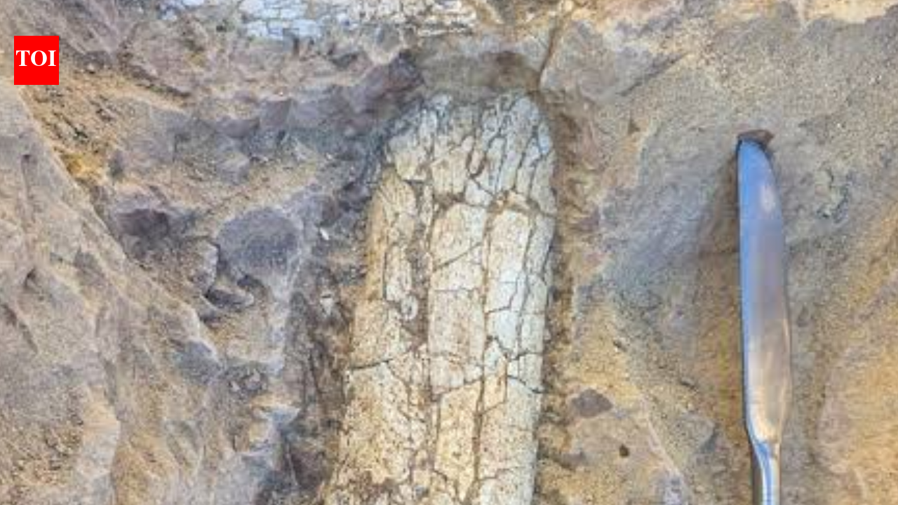 Crews digging 12 feet below a California infrastructure project uncovered 40- to 45-million-year-old bones of a large hoofed mammal; paleontologists spent seven days extracting the fossil from hardened rock