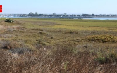 In 2011, California completed a 300-acre restoration of former San Diego salt ponds; five-year monitoring later documented 80 bird, 22 fish and 10 invertebrate species