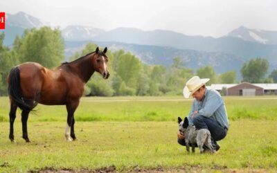A Colorado ranch homesteaded before statehood stayed with the same family for six generations; more than 150 years later, 650 of its roughly 700 acres were permanently protected from subdivision | World News
