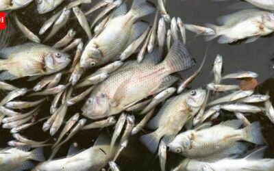 A manure-lagoon overflow at a Maryland dairy farm killed nearly 11,000 fish across 25 species, state officials say; the farm already faces a pollution lawsuit and a civil-contempt request over alleged violations