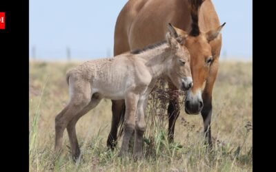 Przewalski’s horses disappeared from Kazakhstan for 200 years; two foals have now been born as conservationists rebuild the wild population | World News