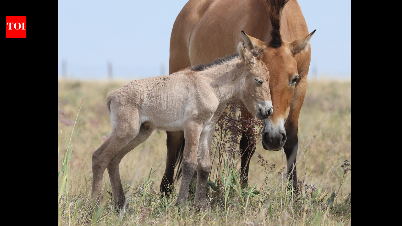 Przewalski’s horses disappeared from Kazakhstan for 200 years; two foals have now been born as conservationists rebuild the wild population | World News