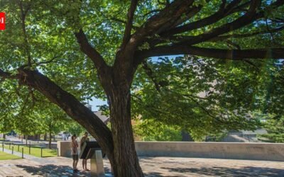 A 1920-era American elm survived a 4,000-pound bomb in Oklahoma City; it was nearly cut down to recover evidence before becoming the Survivor Tree | World News