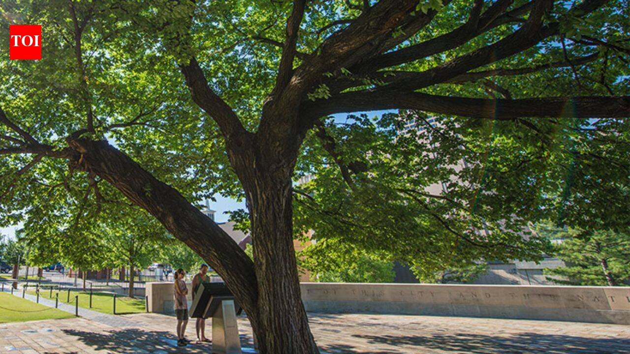 A 1920-era American elm survived a 4,000-pound bomb in Oklahoma City; it was nearly cut down to recover evidence before becoming the Survivor Tree | World News