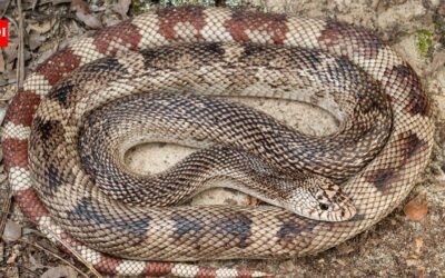 Scientists develop a DNA test for one of America’s elusive snakes; eastern pine snake can now be detected without finding the animal |