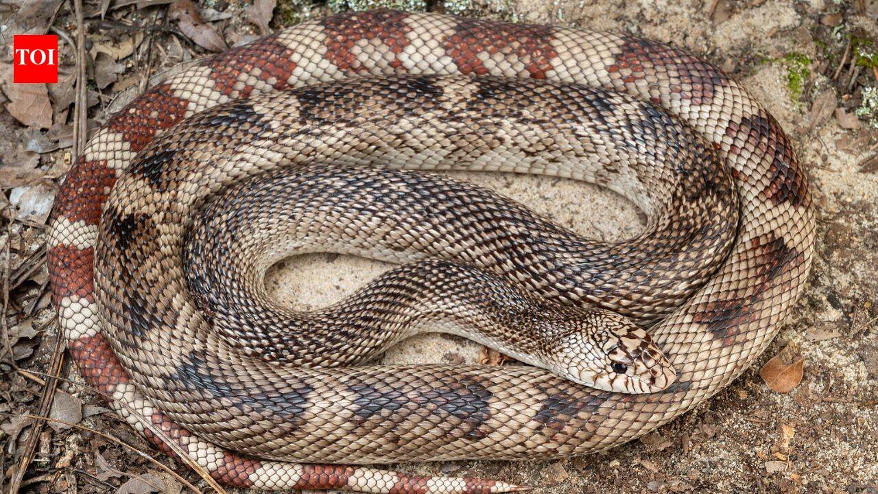 Scientists develop a DNA test for one of America’s elusive snakes; eastern pine snake can now be detected without finding the animal |