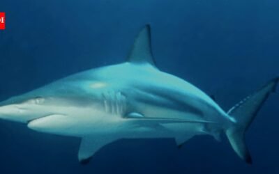 Wild blacktip sharks can hear sounds from nearly 250 feet away and pinpoint where they come from; Florida experiments reveal how the predators locate sound underwater