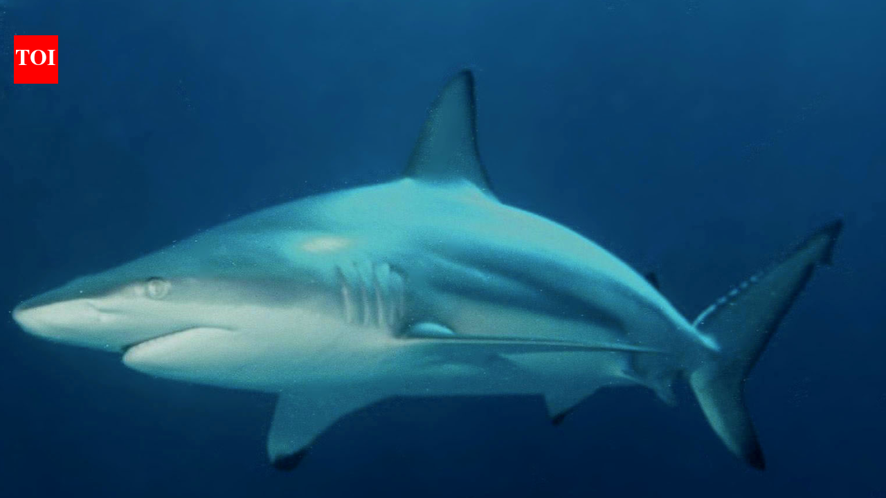 Wild blacktip sharks can hear sounds from nearly 250 feet away and pinpoint where they come from; Florida experiments reveal how the predators locate sound underwater