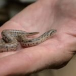 Three rare snake species bred at Prague Zoo for the first time; two groups of young descend from animals seized from smugglers﻿ | World News