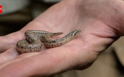 Three rare snake species bred at Prague Zoo for the first time; two groups of young descend from animals seized from smugglers﻿ | World News