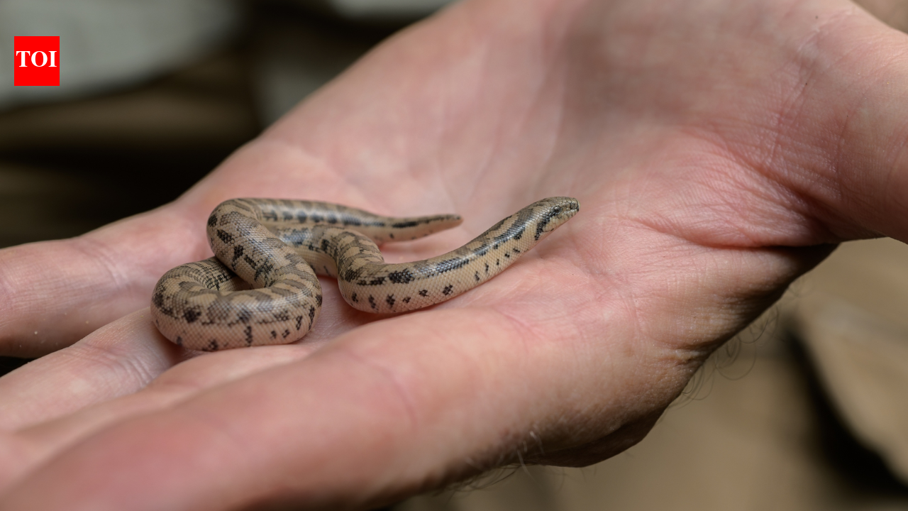 Three rare snake species bred at Prague Zoo for the first time; two groups of young descend from animals seized from smugglers﻿ | World News