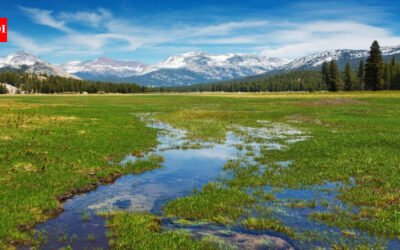 Scientists planted 40,000 native seedlings in Yosemite’s damaged Tuolumne Meadows; three years later, soil organic matter was improving, but the meadow was still losing more carbon than it gained