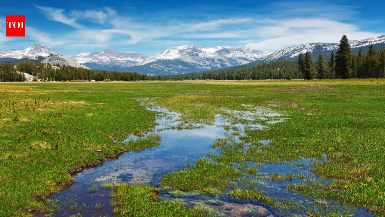 Scientists planted 40,000 native seedlings in Yosemite’s damaged Tuolumne Meadows; three years later, soil organic matter was improving, but the meadow was still losing more carbon than it gained