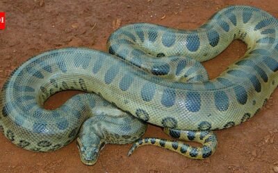 A 100-kg green anaconda can almost vanish in the Amazon; scientists found giant snakes hiding under logs, leaf matter, vegetation, and riverbanks |