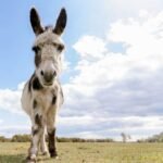 In 2015, researchers began tracking wells dug by wild horses and donkeys in Arizona’s Sonoran Desert; by 2018, they found some supplied up to 74% of available surface water and were used by 57 vertebrate species