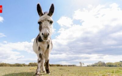 In 2015, researchers began tracking wells dug by wild horses and donkeys in Arizona’s Sonoran Desert; by 2018, they found some supplied up to 74% of available surface water and were used by 57 vertebrate species