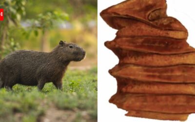 Scientists found a 9-million-year-old capybara relative’s tooth in Chile’s Atacama Desert, one of Earth’s driest places; the water-loving animal adds evidence that the region once supported wetlands and a much wetter climate