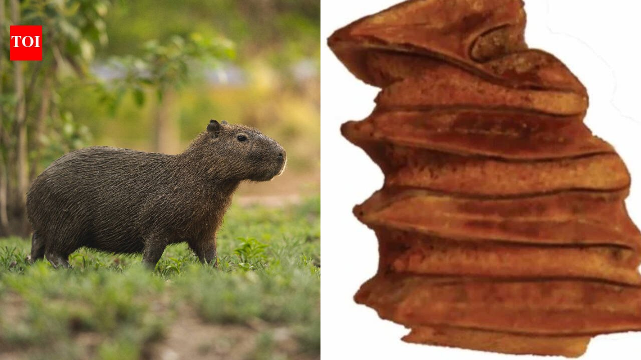 Scientists found a 9-million-year-old capybara relative’s tooth in Chile’s Atacama Desert, one of Earth’s driest places; the water-loving animal adds evidence that the region once supported wetlands and a much wetter climate