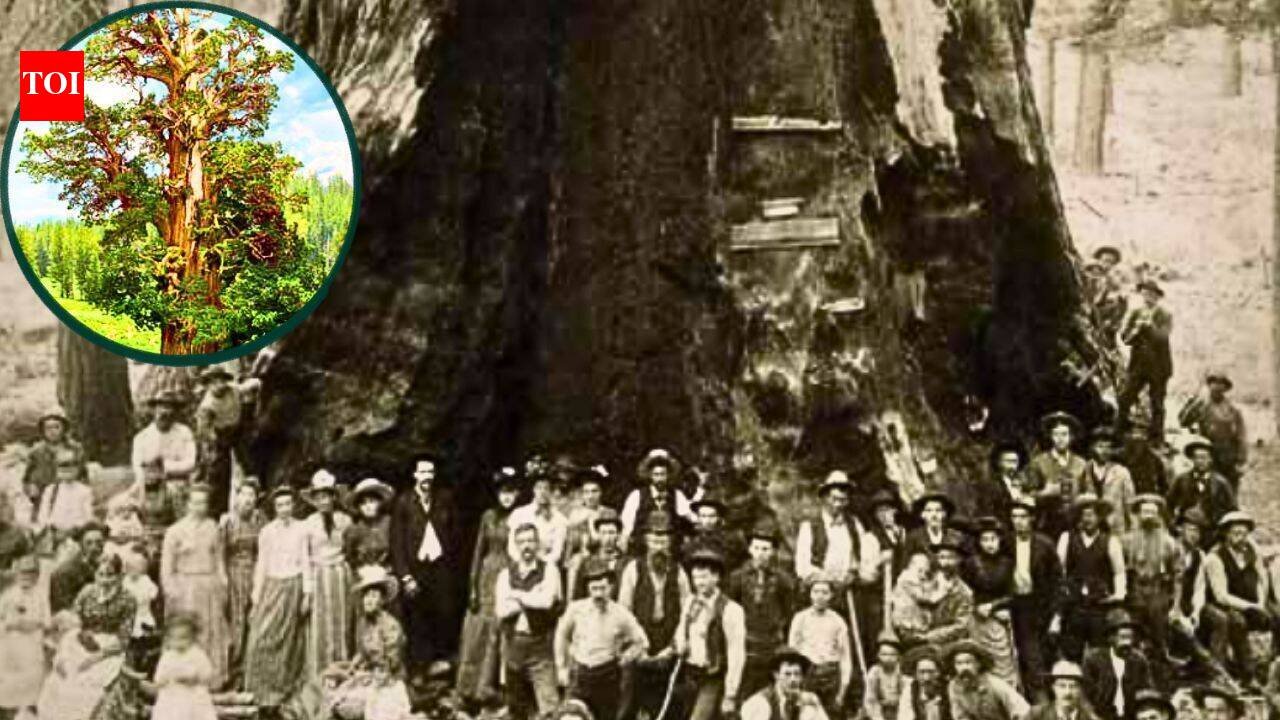 California’s Bennett Juniper is estimated to be 3,000 to 4,000 years old; the world’s largest known juniper has a hollow trunk that hides its exact age |